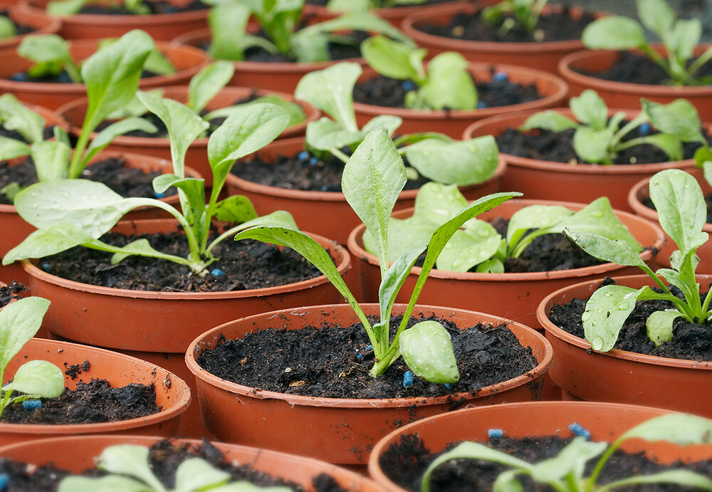 seedlings in plant pots